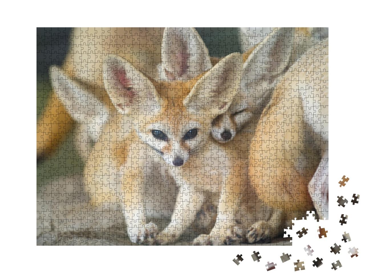 Puzzle de 1000 pièces « Un groupe de renards fennecs »