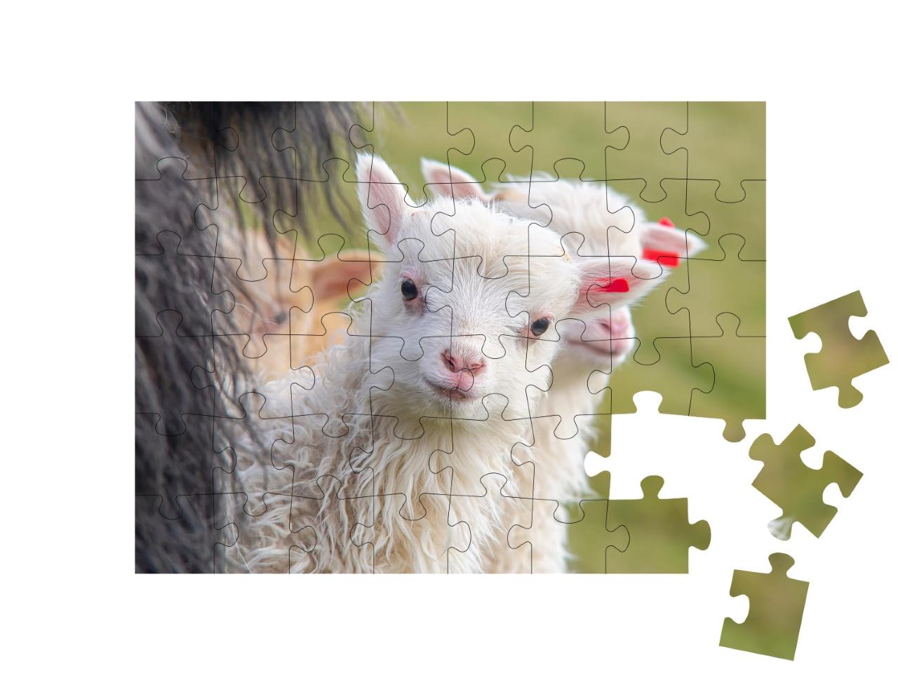 Puzzle de 48 pièces « Un agneau regarde la caméra avec curiosité »
