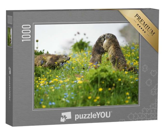 Puzzle de 1000 pièces « Scène d'un rituel de reconnaissance de la marmotte »