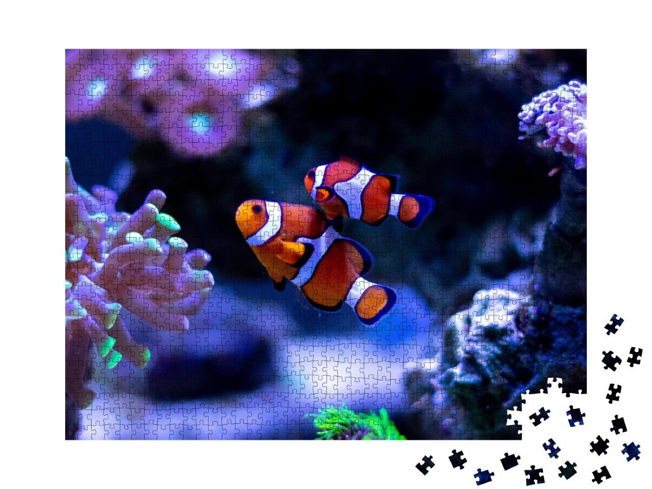 Puzzle de 1000 pièces « Poisson-clown nageant dans un aquarium »