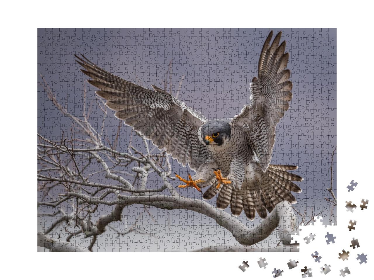 Puzzle de 1000 pièces « Faucon pèlerin en approche sur une branche d'arbre »