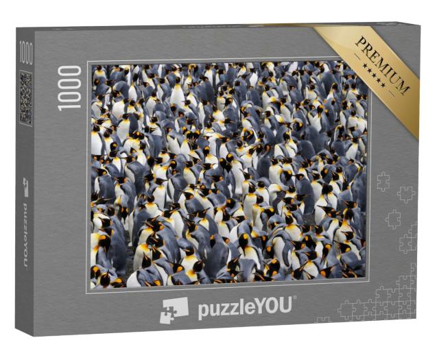 Puzzle de 1000 pièces « Colonie de manchots royaux »