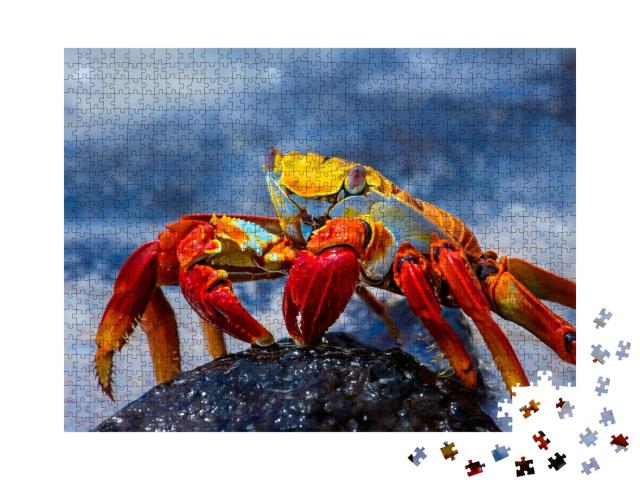 Puzzle de 1000 pièces « Crabe Sally Lightfoot sur un rocher de lave, Galapagos »