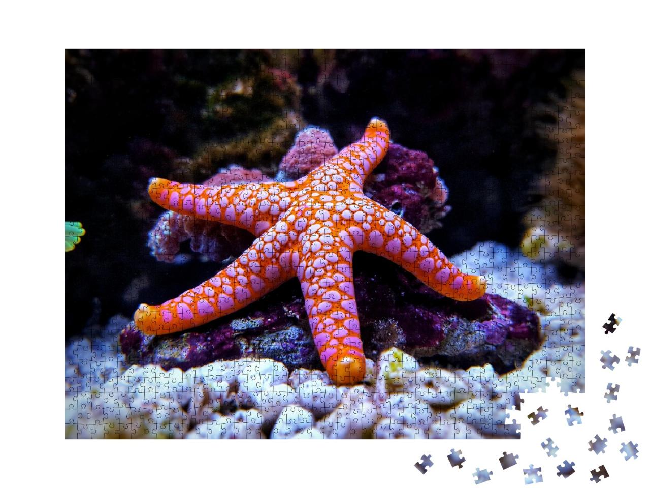 Puzzle de 1000 pièces « L'étoile de mer Fromia orange tachetée de blanc »