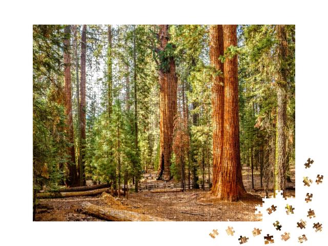 Puzzle de 1000 pièces « Parc national de Sequoia en automne, Californie, USA »
