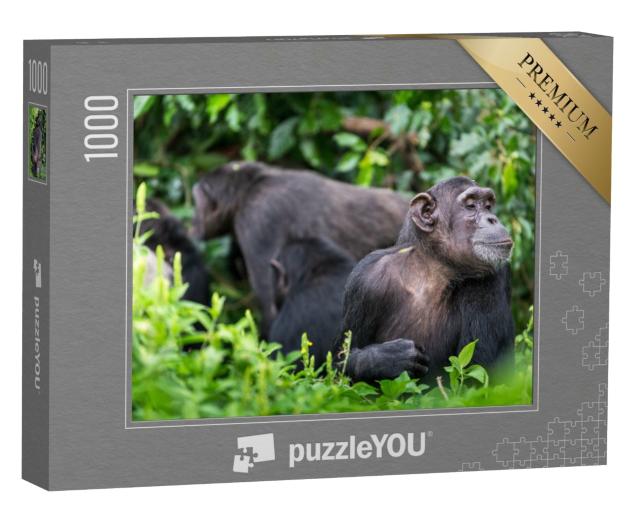 Puzzle de 1000 pièces « Groupe de chimpanzés et singe adulte »
