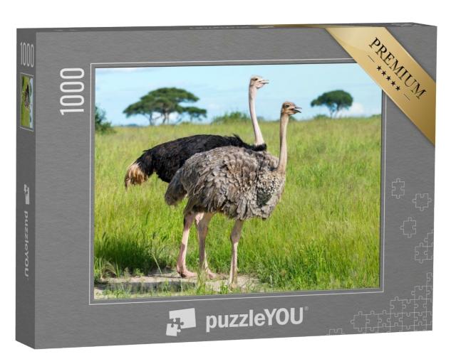 Puzzle de 1000 pièces « Couple d'autruches en Tanzanie, Afrique »
