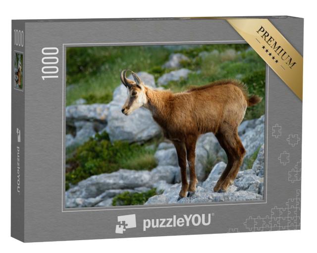 Puzzle de 1000 pièces « Chamois dans le parc naturel de Biokovo, Croatie »
