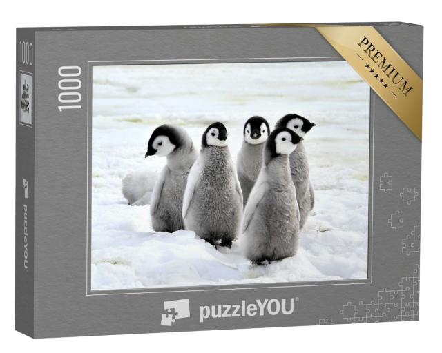 Puzzle de 1000 pièces « Poussin de manchot empereur sur la neige, Antarctique »