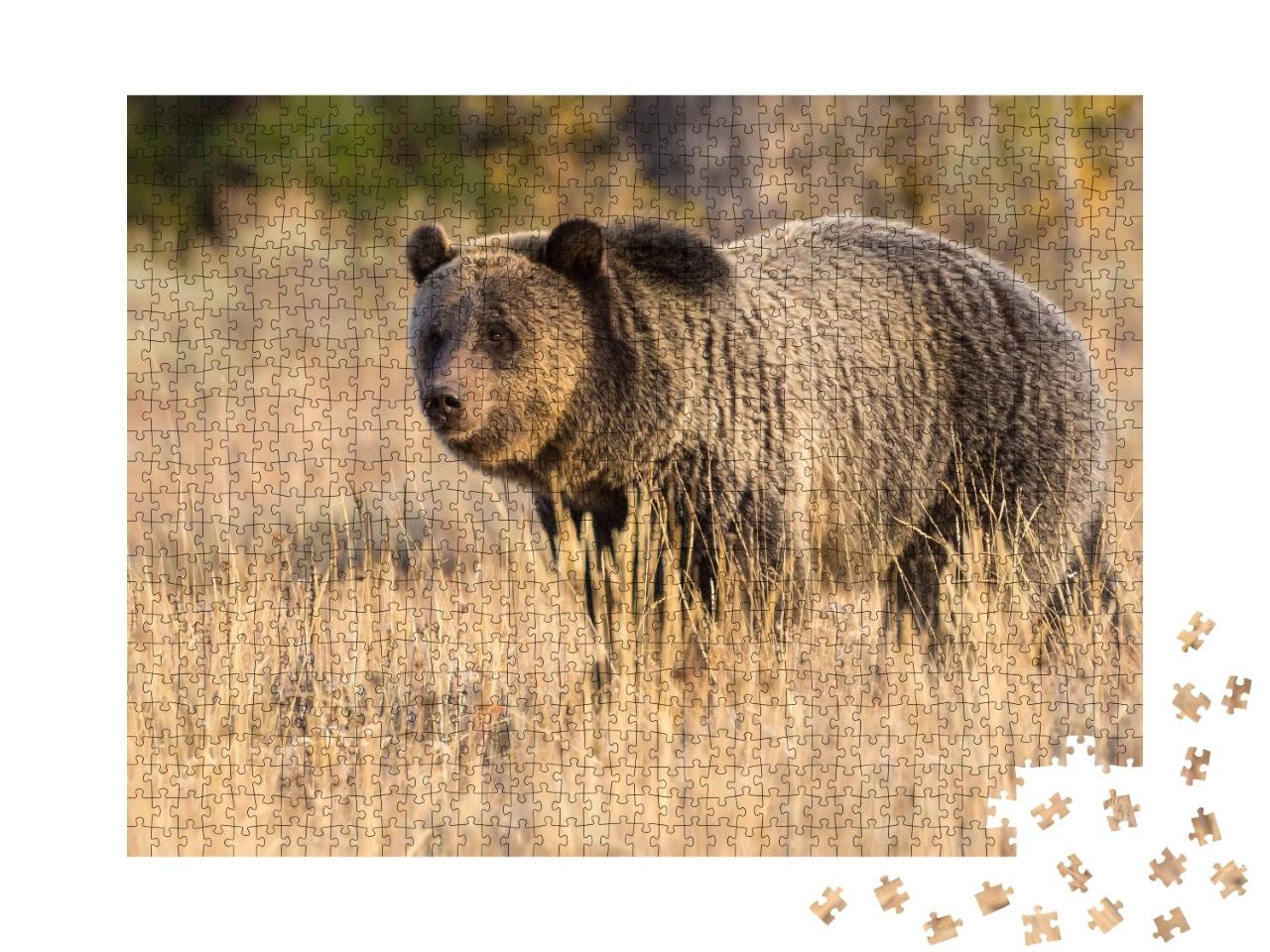 Puzzle de 1000 pièces « Un grizzly dans le parc national de Teton »