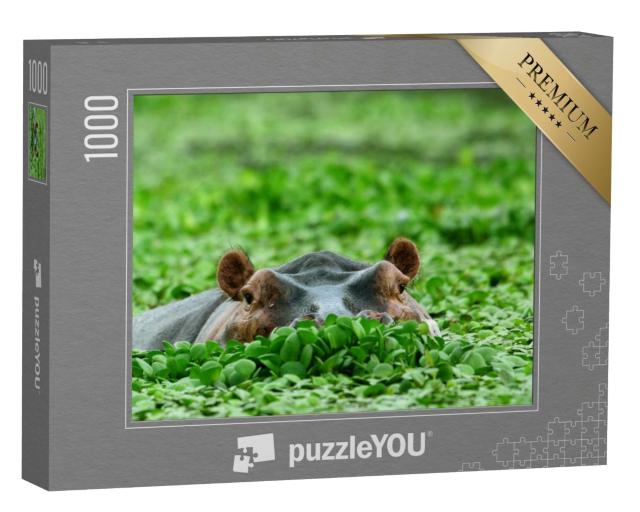 Puzzle de 1000 pièces « Hippopotame, caché dans des plantes aquatiques »