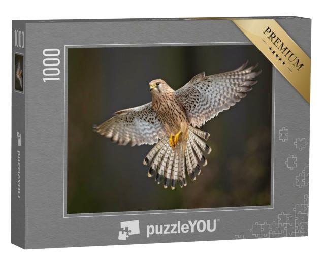Puzzle de 1000 pièces « Étude détaillée d'un faucon crécerelle en vol »