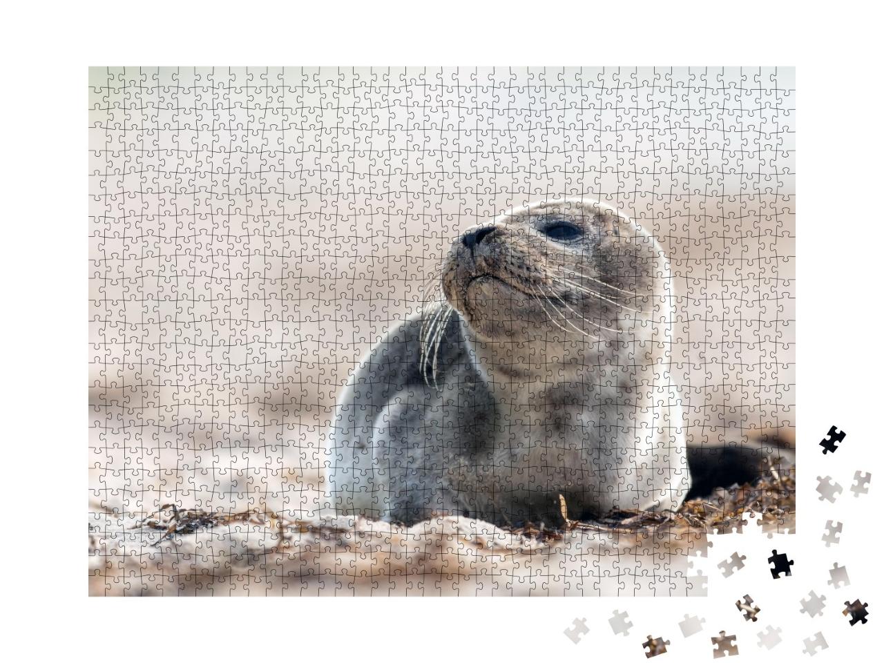 Puzzle de 1000 pièces « Jeune phoque sur une plage de la mer Baltique »