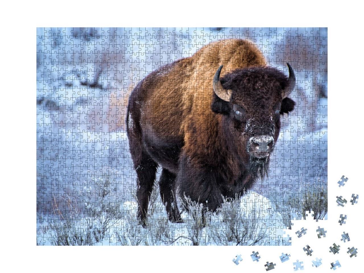 Puzzle de 1000 pièces « Bison américain dans la neige, parc national de Yellowstone »