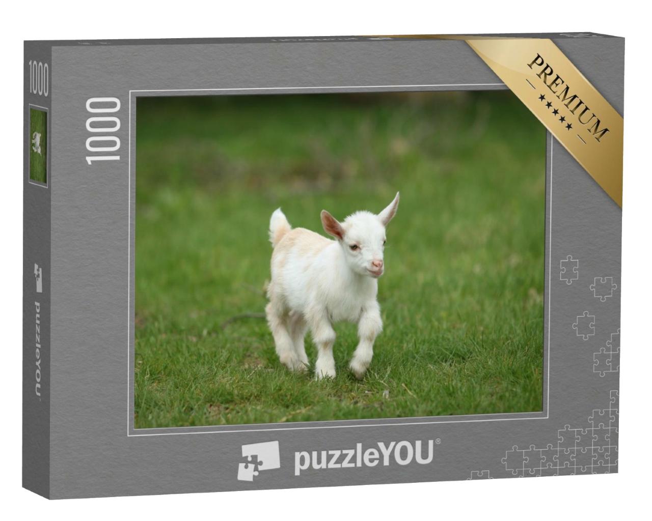 Puzzle de 1000 pièces « Bébé chèvre blanche dans l'herbe, Nouvelle-Angleterre, USA »