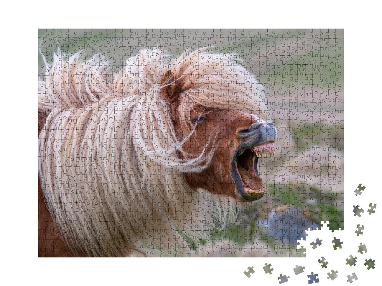 Puzzle de 1000 pièces « Hennissement d'un poney Shetland à la crinière sauvage »