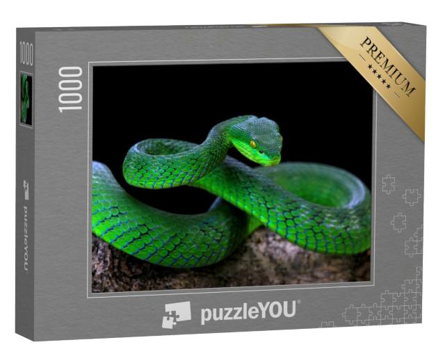 Puzzle de 1000 pièces « Serpent vert albolaris »