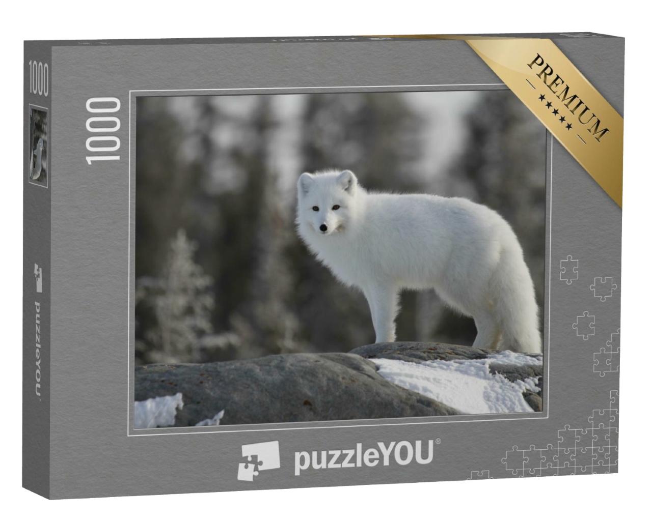 Puzzle de 1000 pièces « Renard polaire au Canada »
