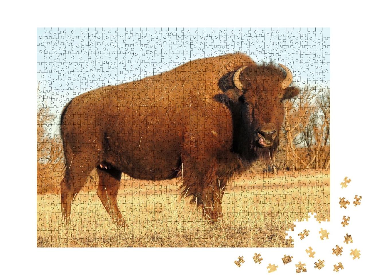 Puzzle de 1000 pièces « Bison d'Amérique, Montagnes Rocheuses, Colorado »