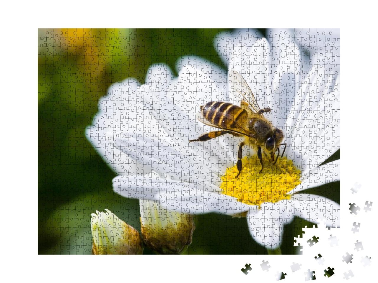 Puzzle de 1000 pièces « Pâquerette et abeille au printemps »