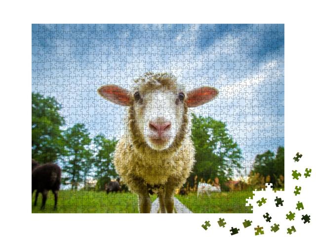 Puzzle de 1000 pièces « Les yeux dans les yeux avec un mouton »
