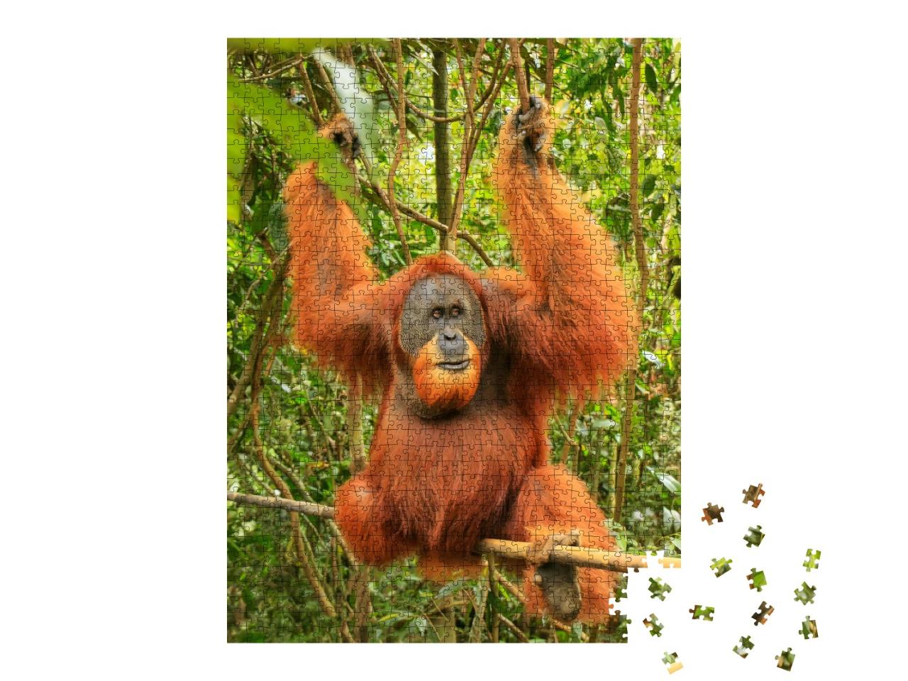 Puzzle de 1000 pièces « Orang-outan de Sumatra mâle, parc national de Gunung Leuser »
