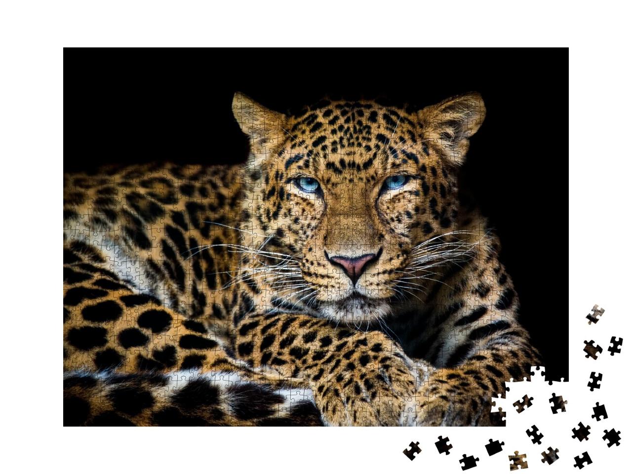 Puzzle de 1000 pièces « Léopard de Chine du Nord, Panthera pardus japonensis »