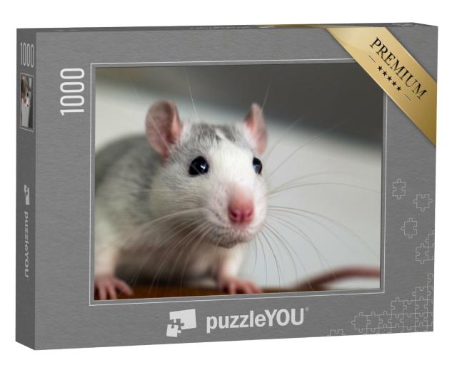 Puzzle de 1000 pièces « Gros plan sur un drôle de rat blanc domestique »