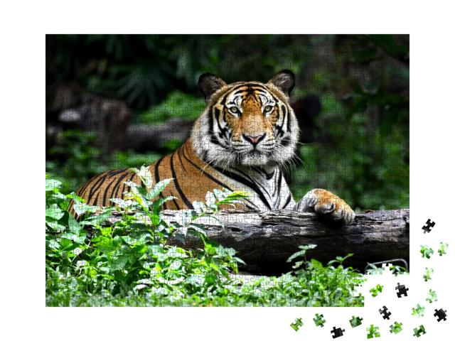 Puzzle de 1000 pièces « Tigre du Bengale »