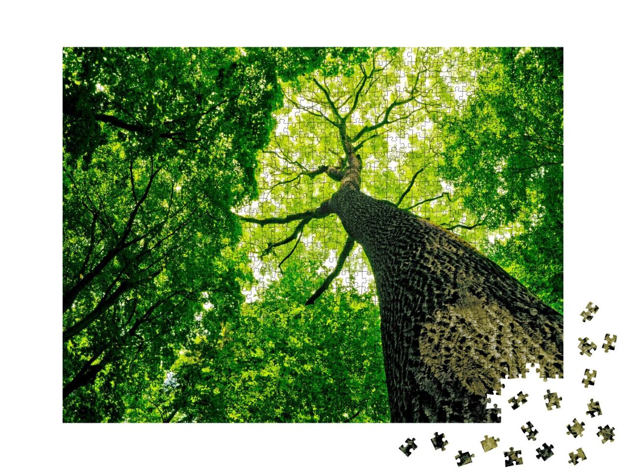 Puzzle de 1000 pièces « Forêt naturelle »