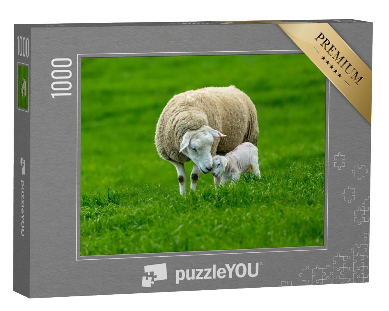 Puzzle de 1000 pièces « Une brebis et son agneau nouveau-né »