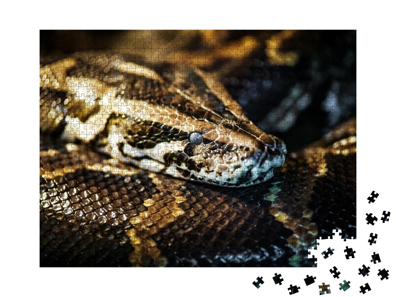 Puzzle de 1000 pièces « Python réticulé, également connu sous le nom de python royal ou python boule »