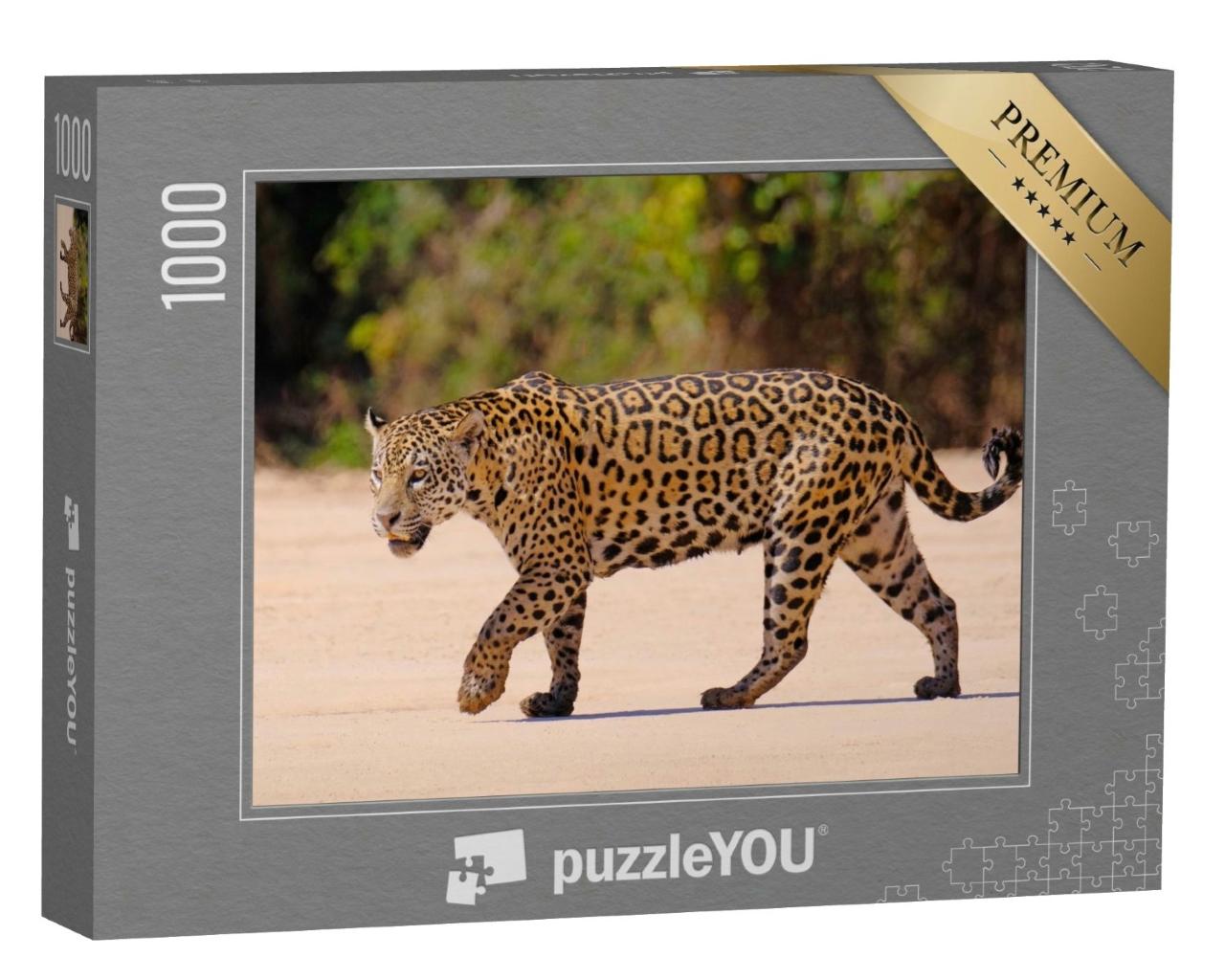 Puzzle de 1000 pièces « Jaguar femelle, Panthera Onca, Brésil, Amérique du Sud »