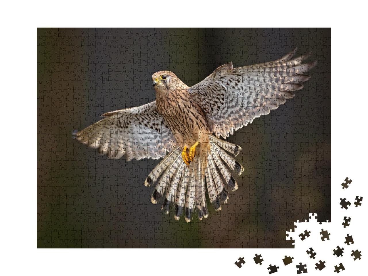 Puzzle de 1000 pièces « Étude détaillée d'un faucon crécerelle en vol »