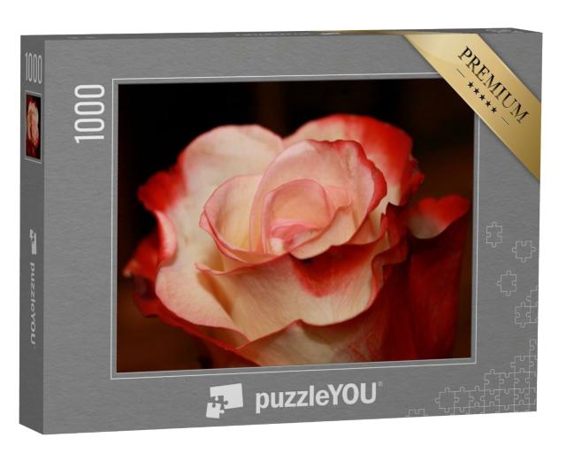 Puzzle de 1000 pièces « Rose rouge vif et blanche »