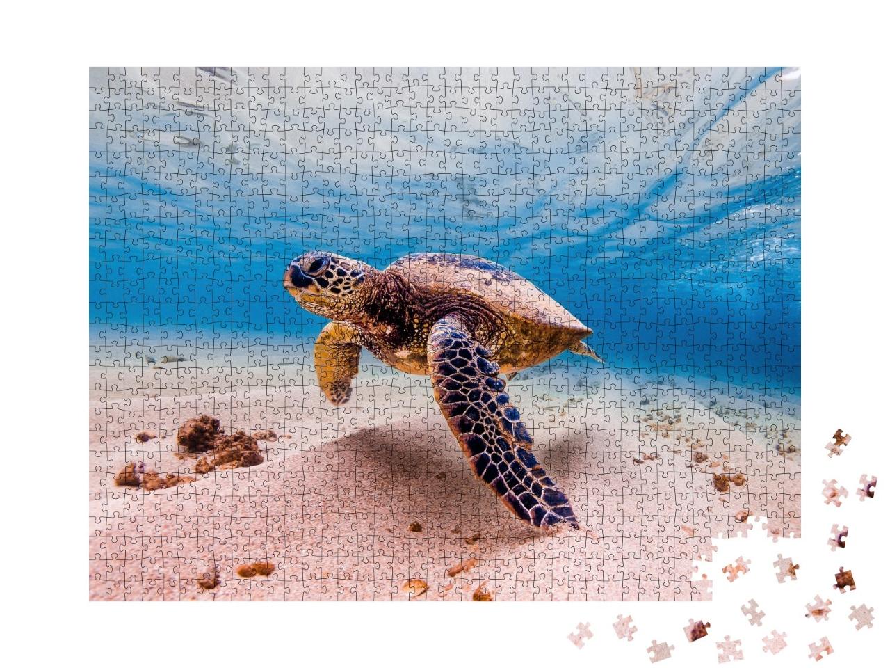 Puzzle de 1000 pièces « Tortue de mer verte, Hawaii, animal rare »