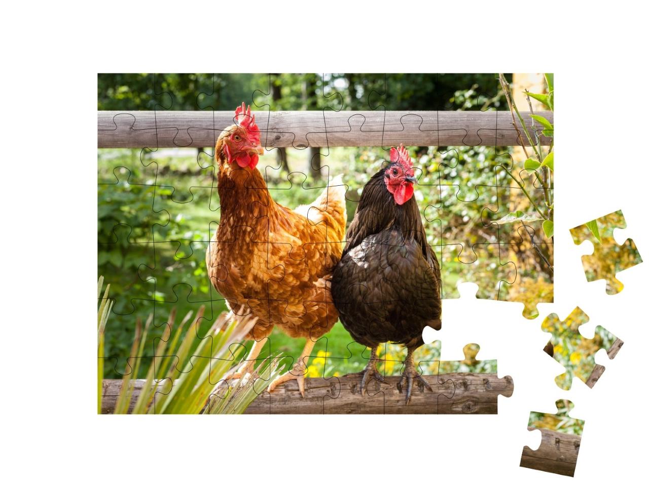 Puzzle de 48 pièces « Des poules heureuses sur une clôture en bois à l'extérieur »