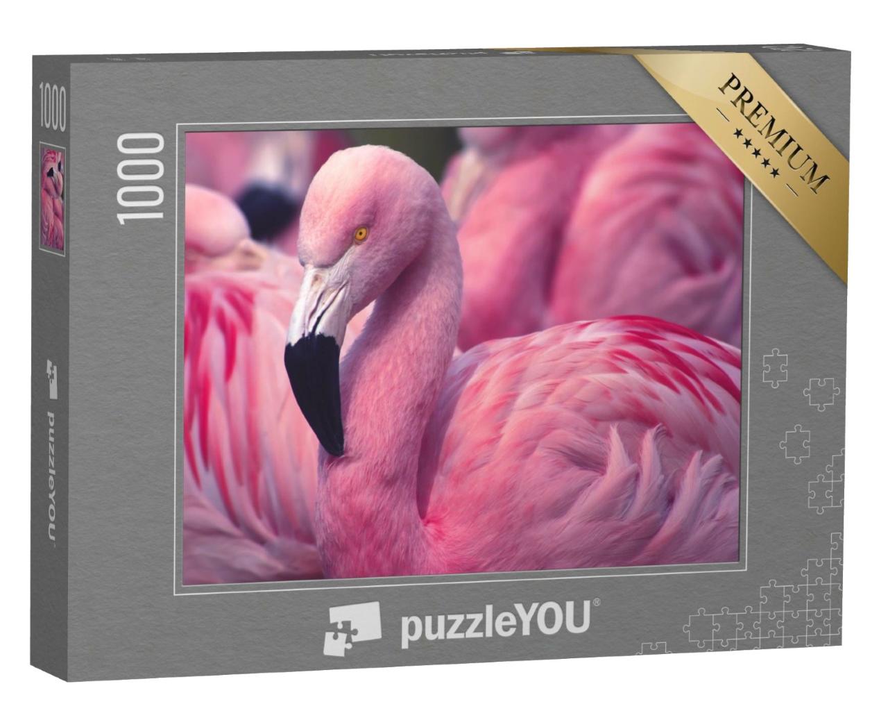 Puzzle de 1000 pièces « Flamant rose du Chili »