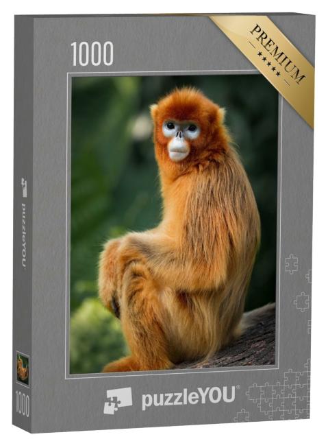 Puzzle de 1000 pièces « Le portrait du singe au nez retroussé »