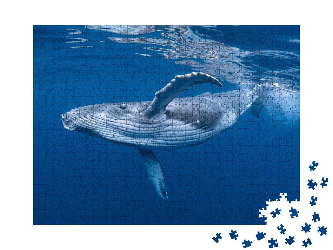 Puzzle de 1000 pièces « Un bébé baleine à bosse joue dans l'eau près de la surface »