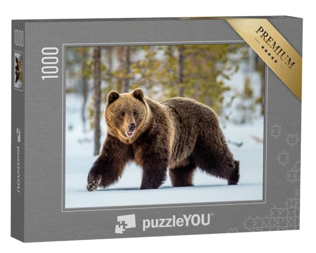 Puzzle de 1000 pièces « Un ours brun adulte sauvage parcourt la forêt hivernale »