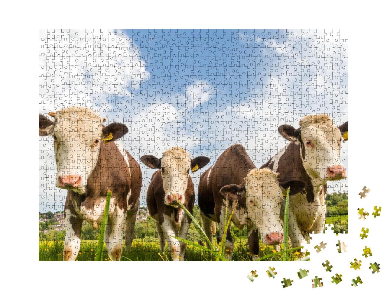 Puzzle de 1000 pièces « Quatre jeunes vaches dans un pâturage en Angleterre »