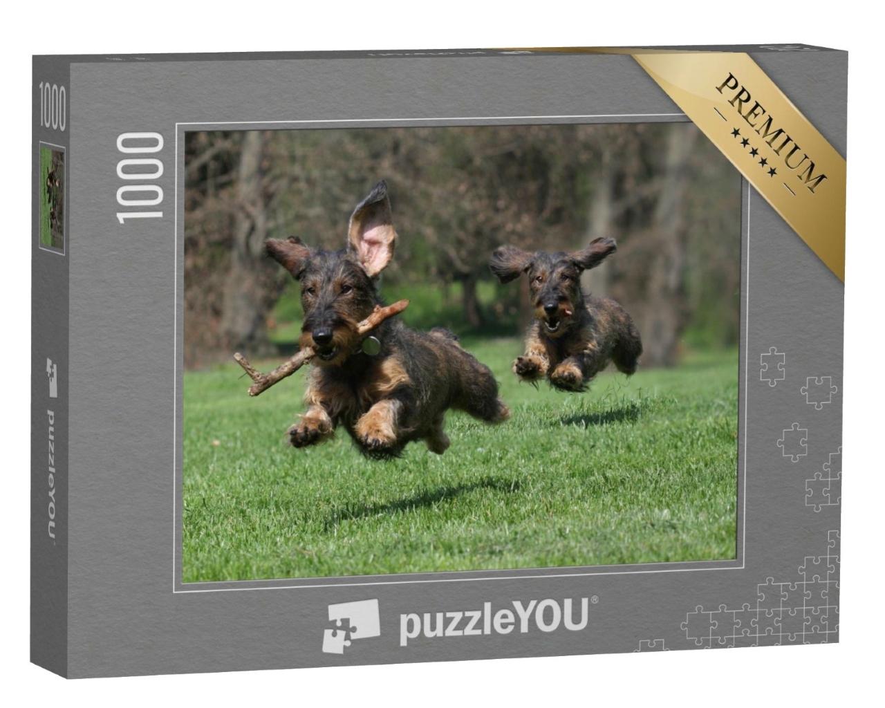 Puzzle de 1000 pièces « Deux chiens : race Teckel à poil dur »