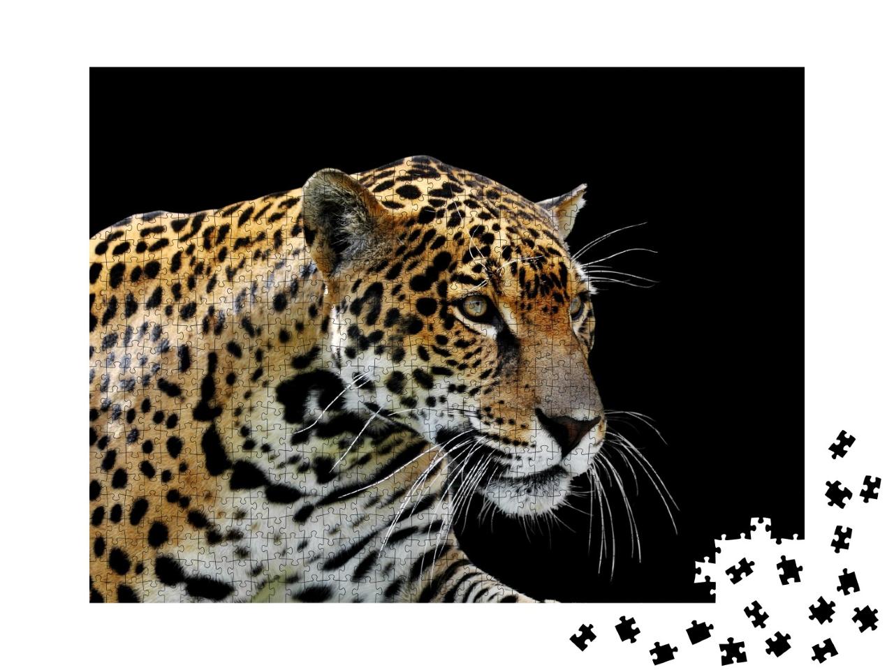 Puzzle de 1000 pièces « Beau léopard »