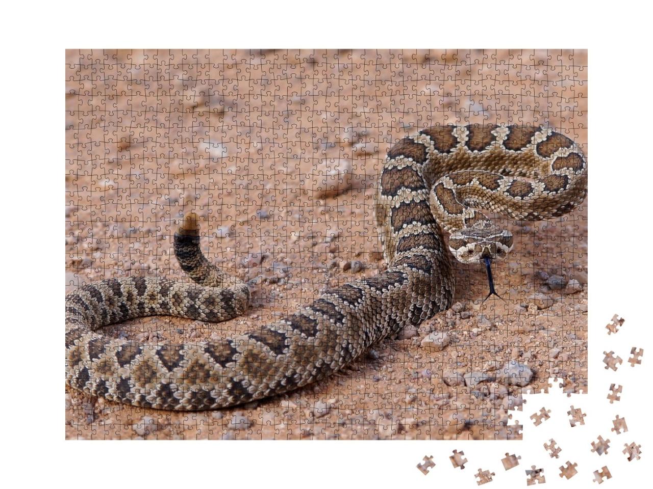 Puzzle de 1000 pièces « Dangereux serpent à sonnettes, enroulé et prêt à attaquer »