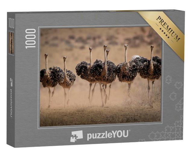 Puzzle de 1000 pièces « Les autruches femelles soulèvent la poussière »