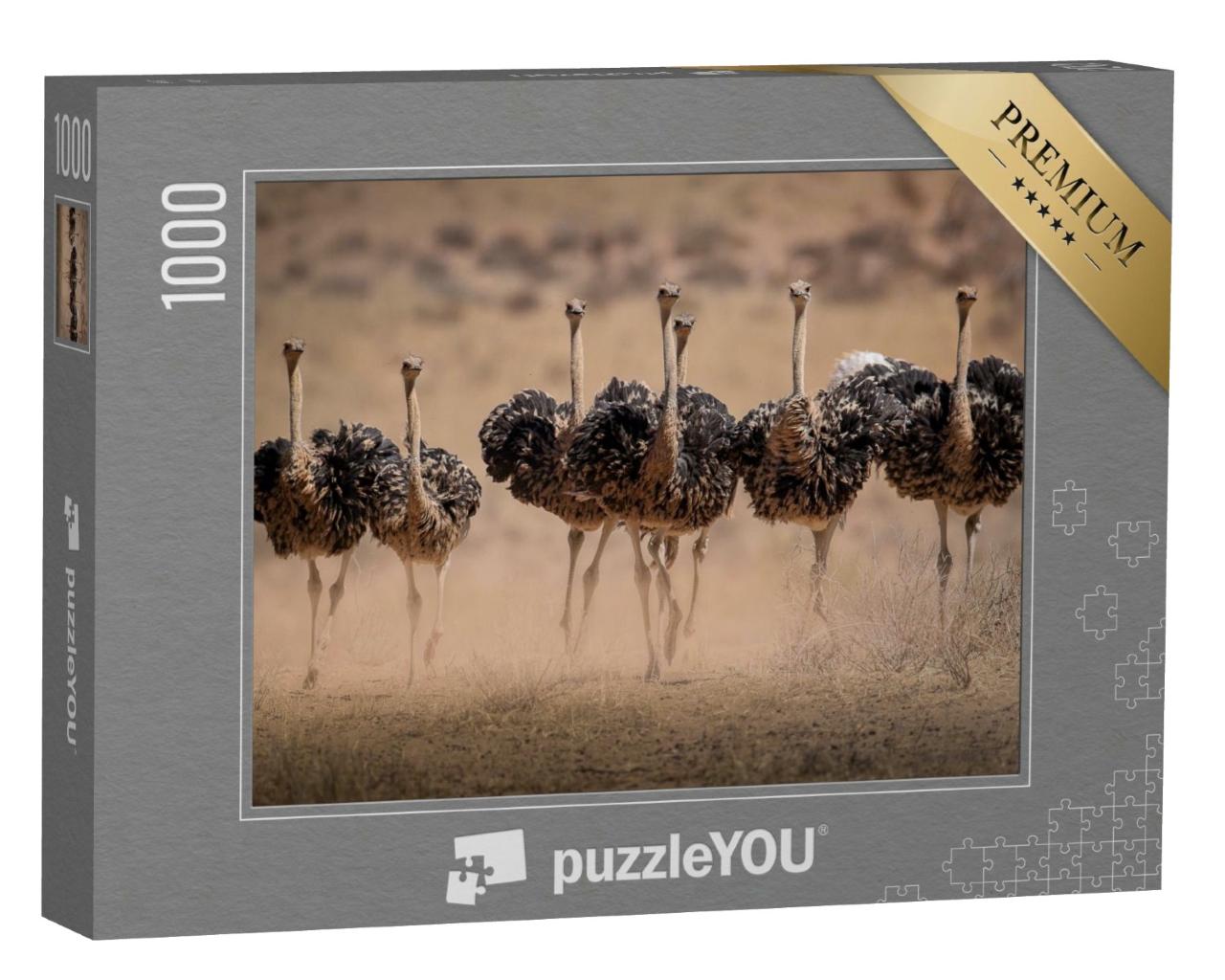 Puzzle de 1000 pièces « Les autruches femelles soulèvent la poussière »