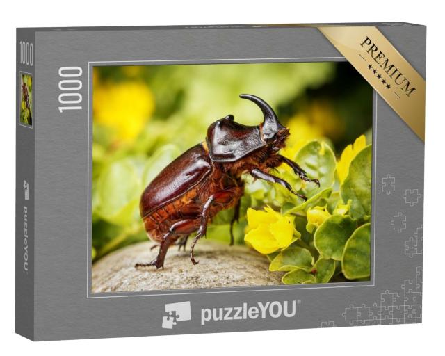 Puzzle de 1000 pièces « Le scarabée rhinocéros, un animal domestique très apprécié dans certaines régions d'Asie »