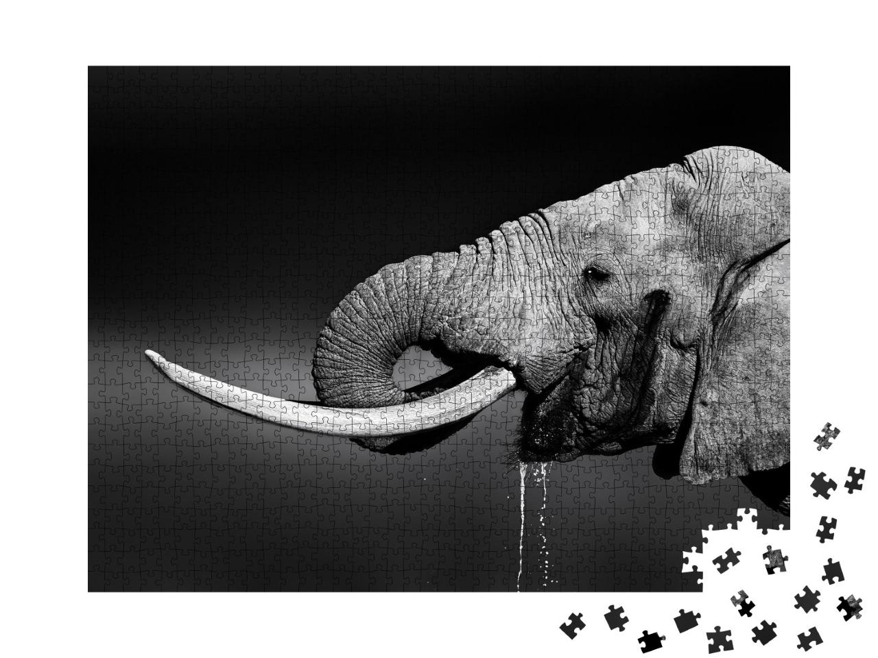 Puzzle de 1000 pièces « Eléphant mâle buvant de l'eau, noir et blanc »