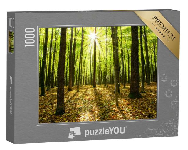 Puzzle de 1000 pièces « Forêt d'automne avec des arbres et la lumière du soleil »